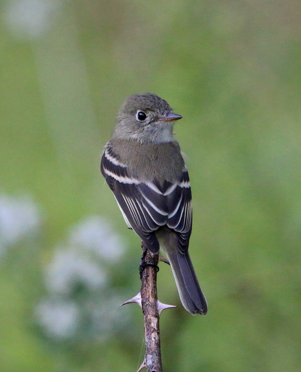 Eastern Wood-Pewee - Lori White