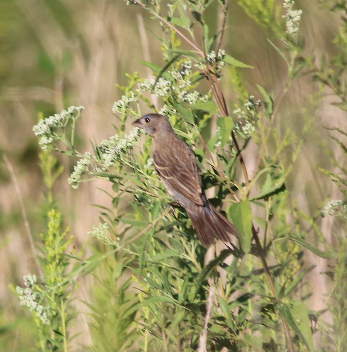 Blue Grosbeak - ML365976351