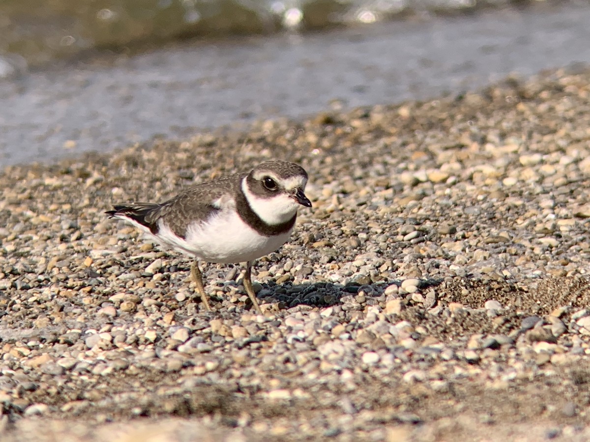 Semipalmated Plover - ML365977751