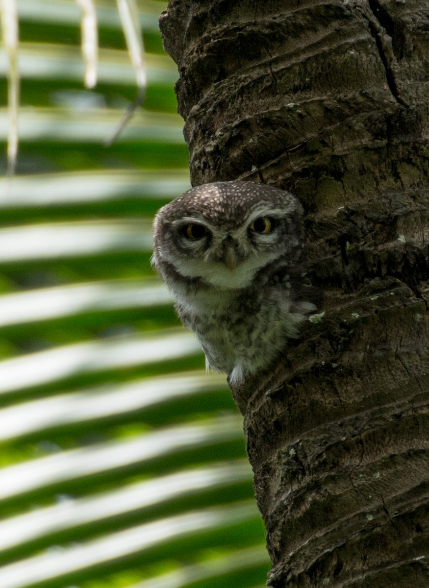 Spotted Owlet - ML365978601
