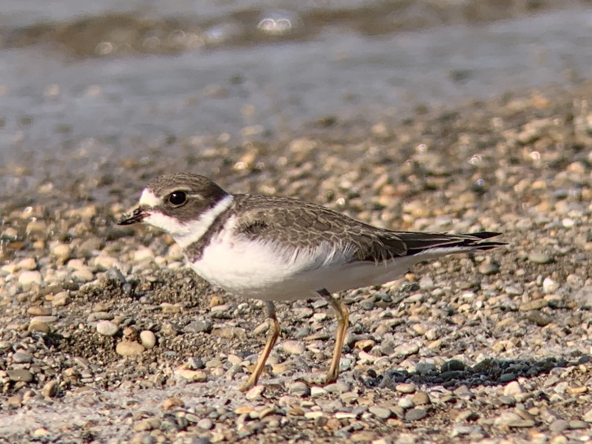 Semipalmated Plover - ML365978951