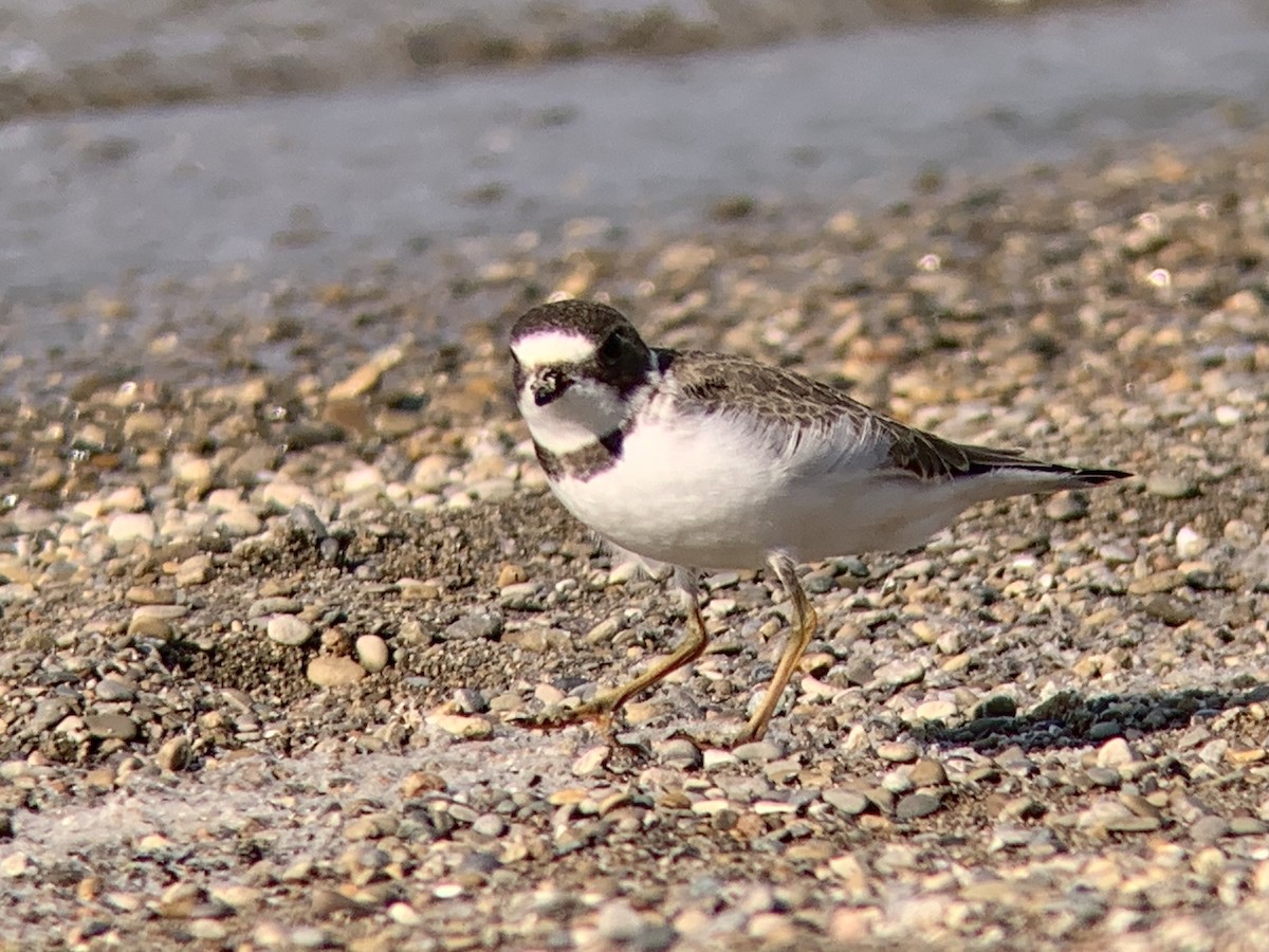 Semipalmated Plover - ML365978991