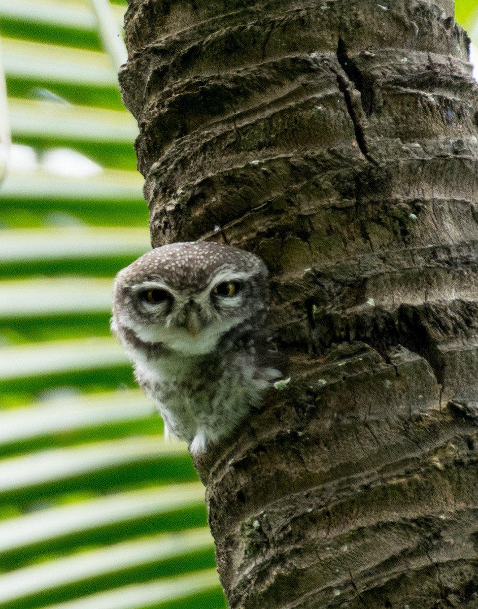 Spotted Owlet - ML365979171
