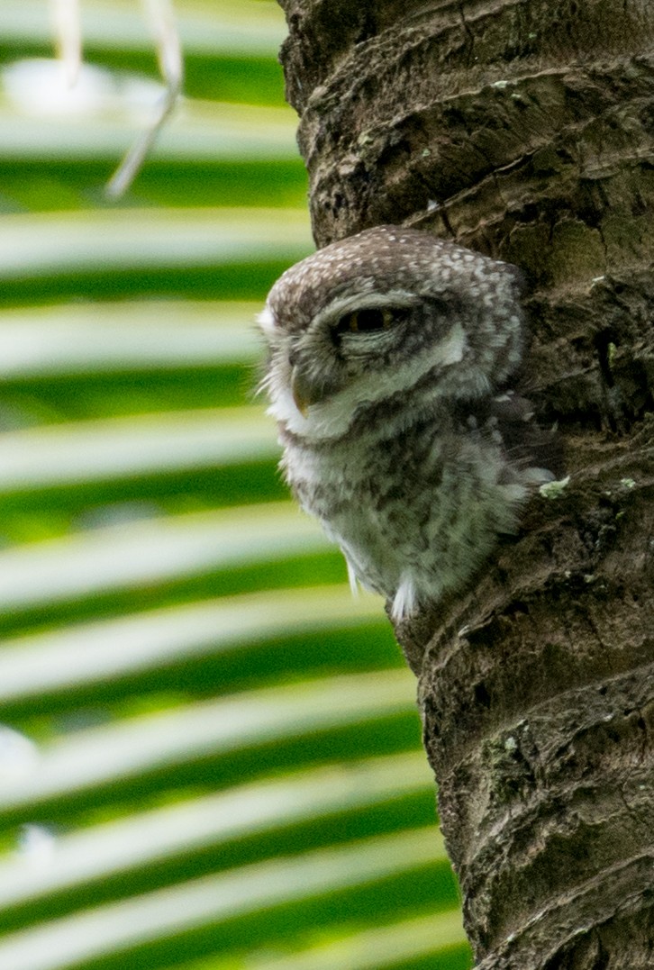 Spotted Owlet - ML365979611