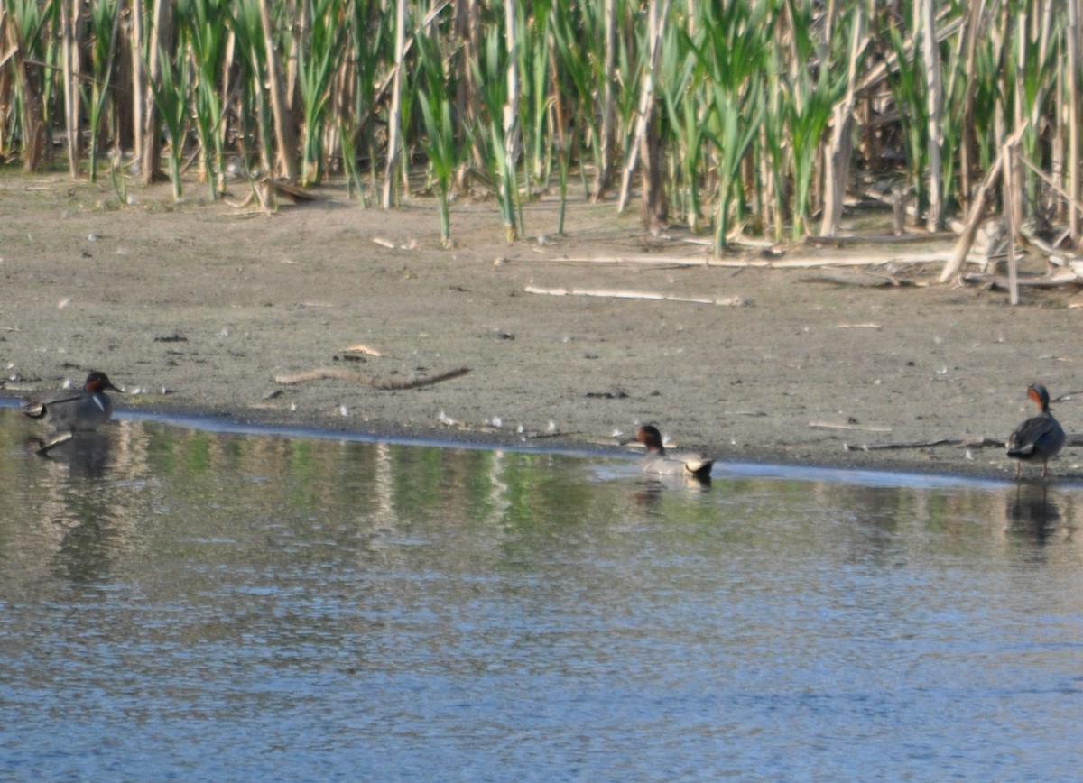 Green-winged Teal - 🦜 Daniel Correia 🦜