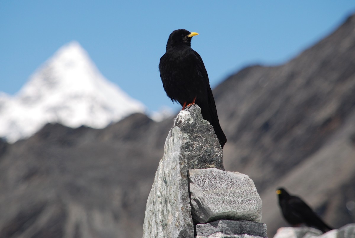 Yellow-billed Chough - Tim Holland