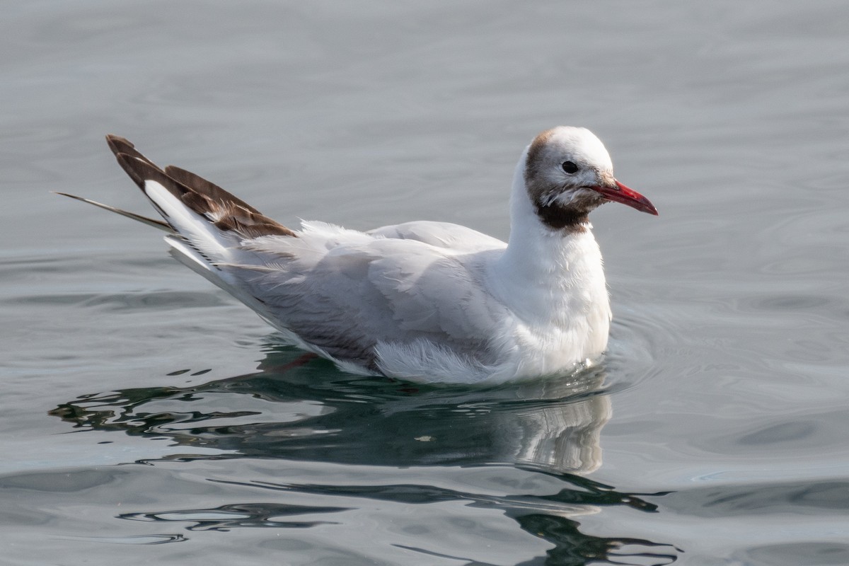Black-headed Gull - David Turgeon