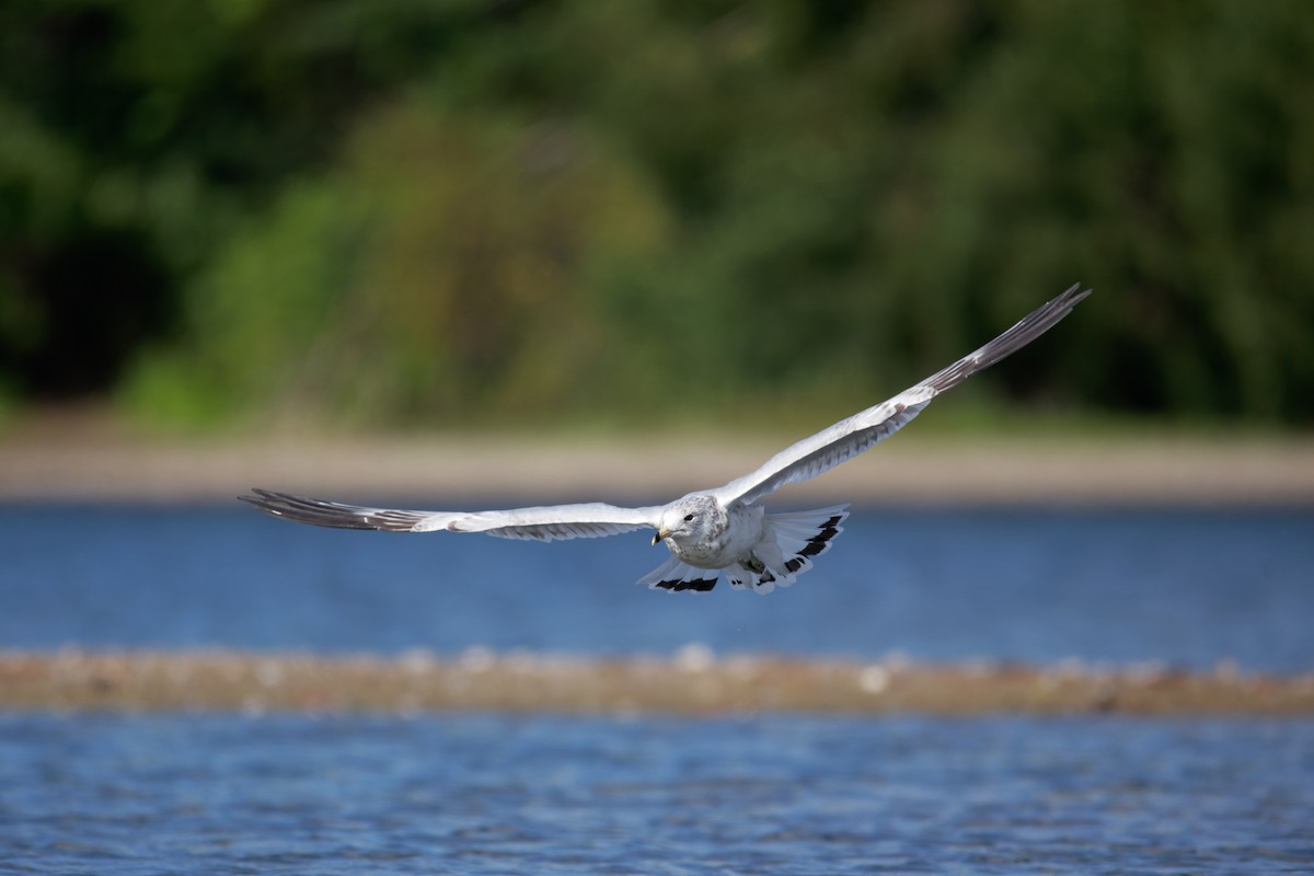 Ring-billed Gull - ML365983601