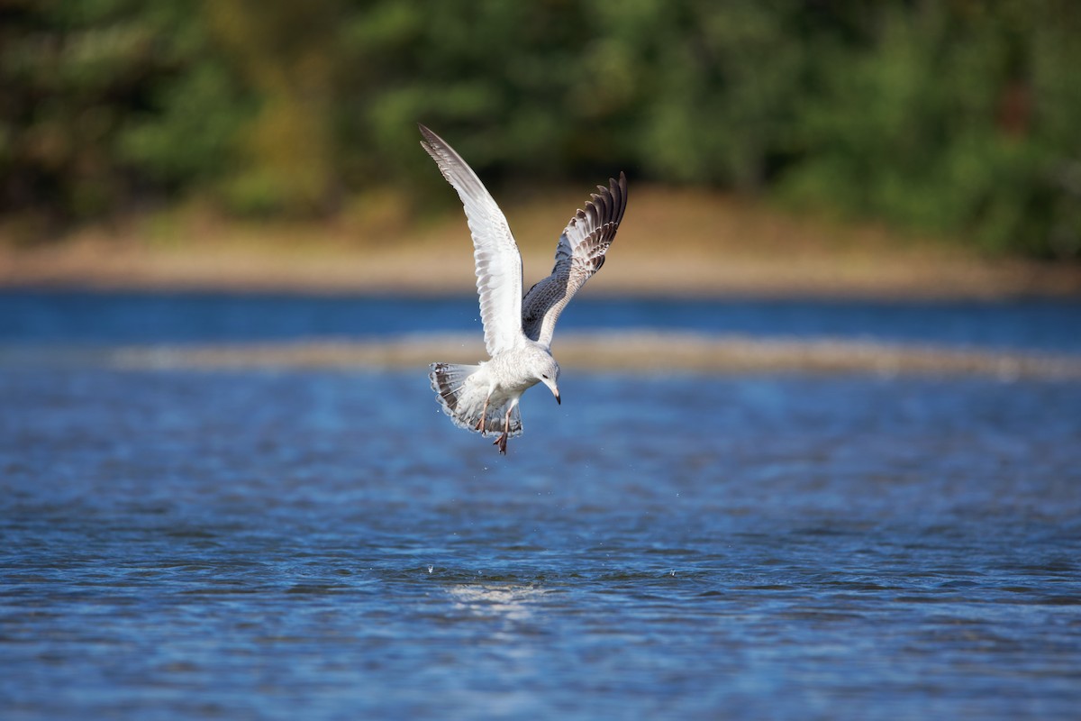 Ring-billed Gull - ML365983661