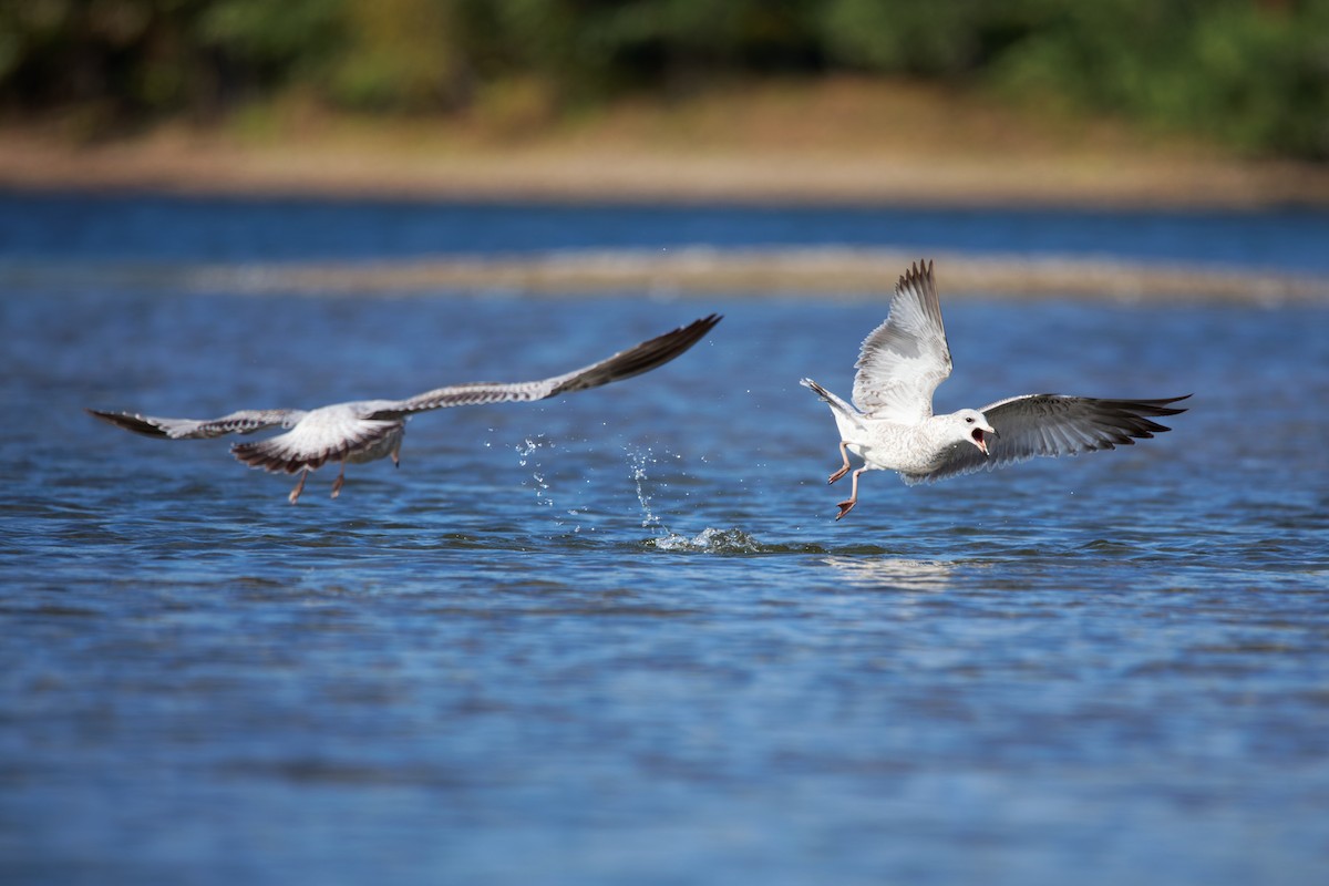 Ring-billed Gull - ML365983681