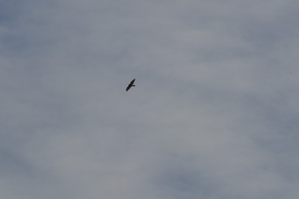 Broad-winged Hawk - ML365984491