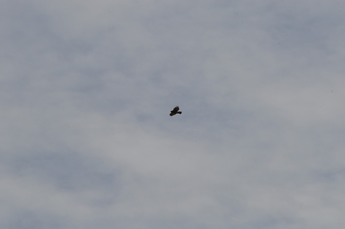 Broad-winged Hawk - ML365984571