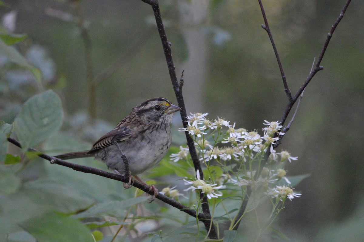 White-throated Sparrow - ML365984641