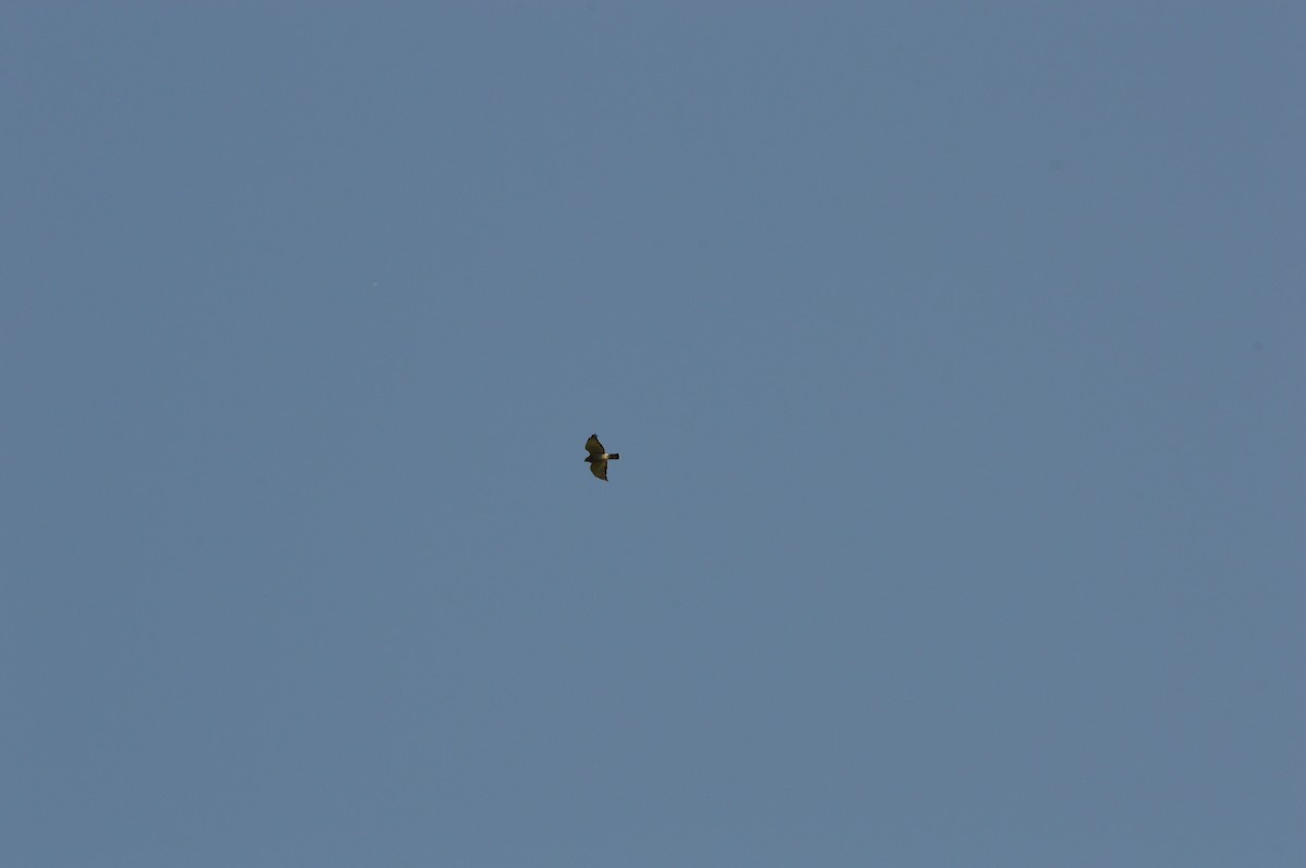 Broad-winged Hawk - ML365984651