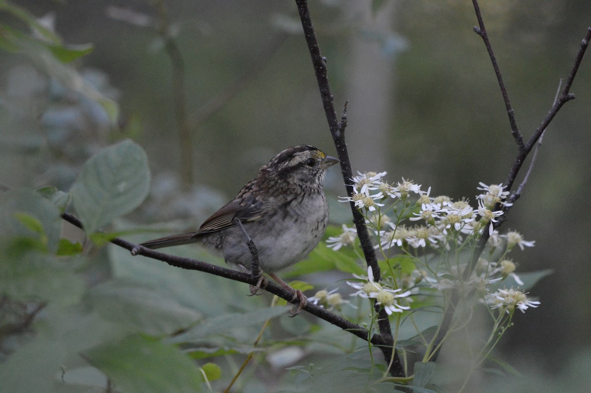 White-throated Sparrow - ML365984671