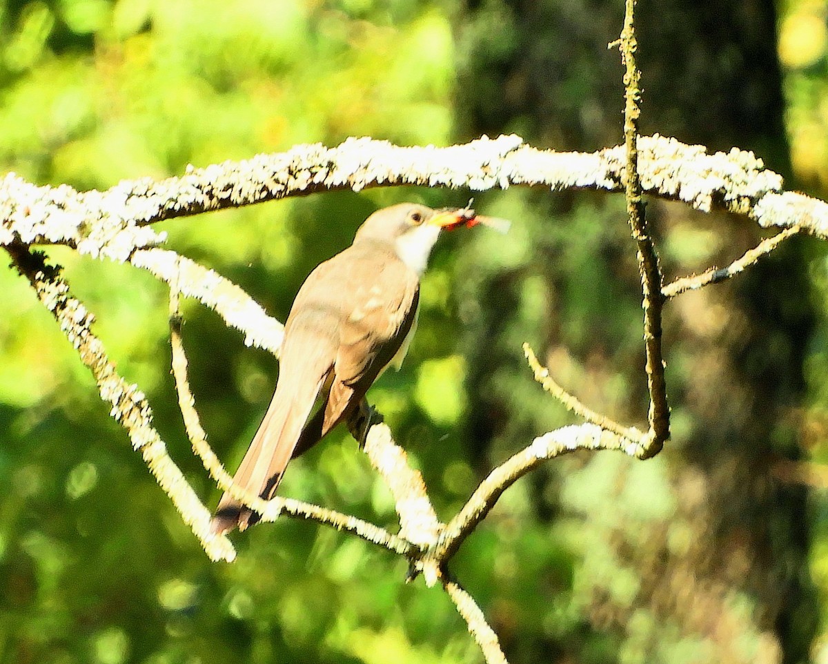 Yellow-billed Cuckoo - Sabrena Boekell