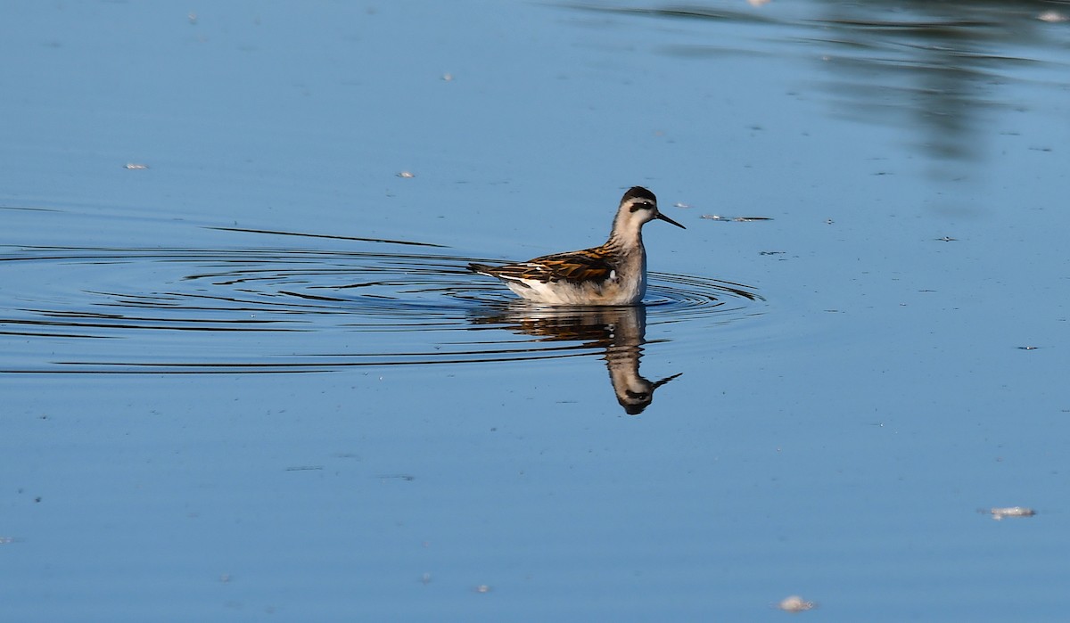 Red-necked Phalarope - ML365986361