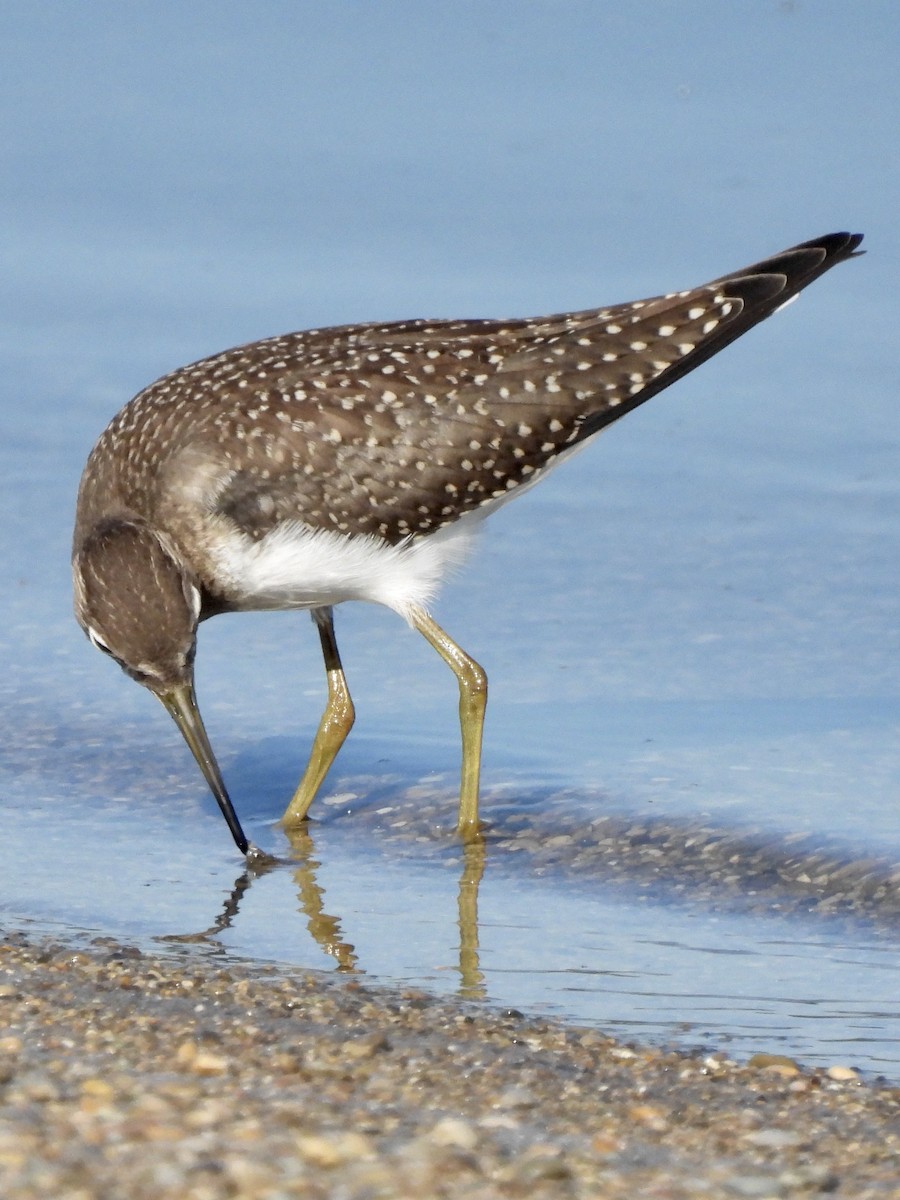 Solitary Sandpiper - ML365986491