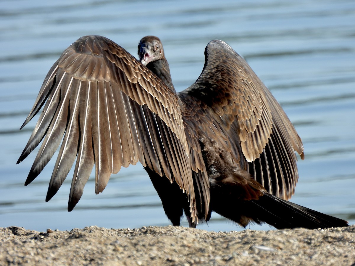 Turkey Vulture - ML365986971