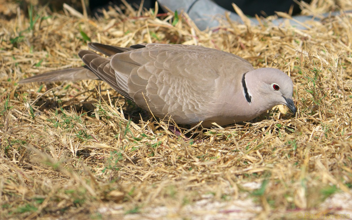 Eurasian Collared-Dove - ML36598701