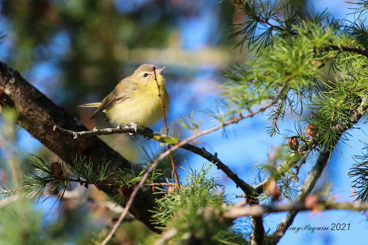 Philadelphia Vireo - ML365987511