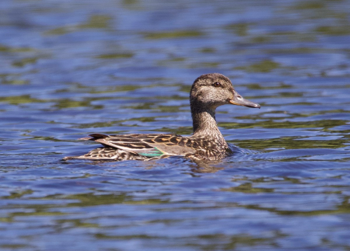 krikkand - ML365988151