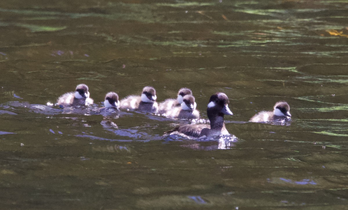 bøffeland - ML365988171