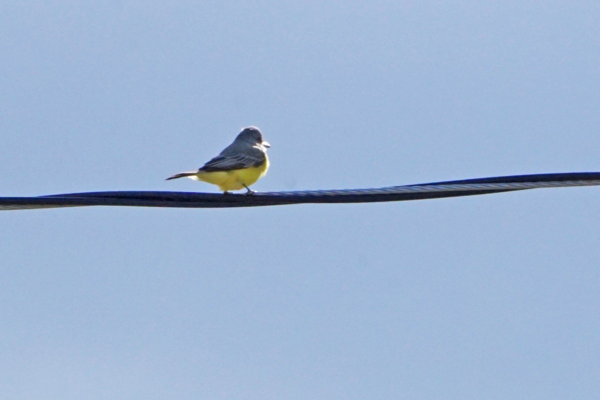 Tropical Kingbird - ML36598831