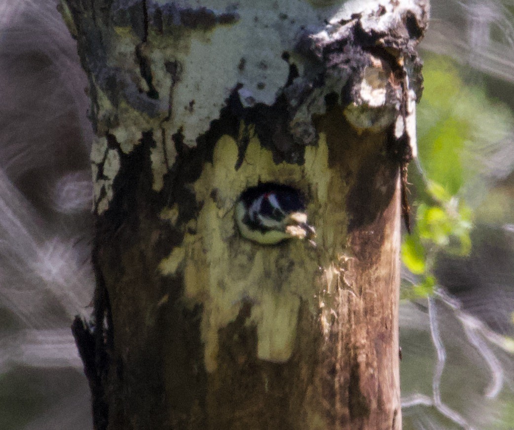 hårspett - ML365988311