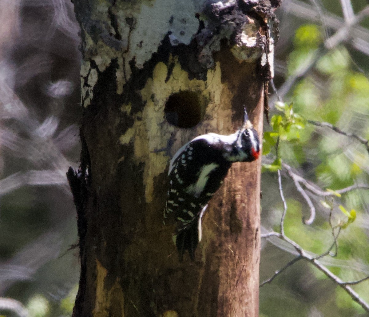 hårspett - ML365988331