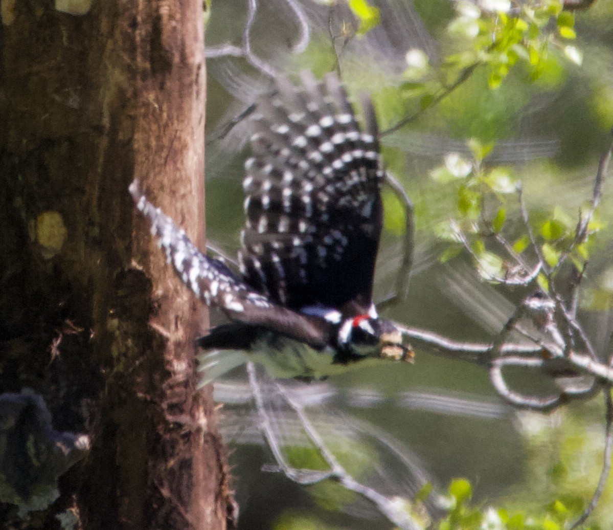 hårspett - ML365988371