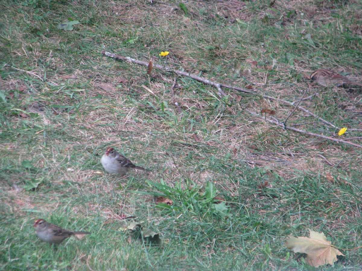 White-crowned Sparrow - ML36598841