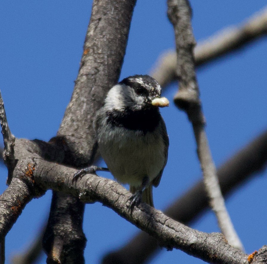 bergmeis - ML365988441