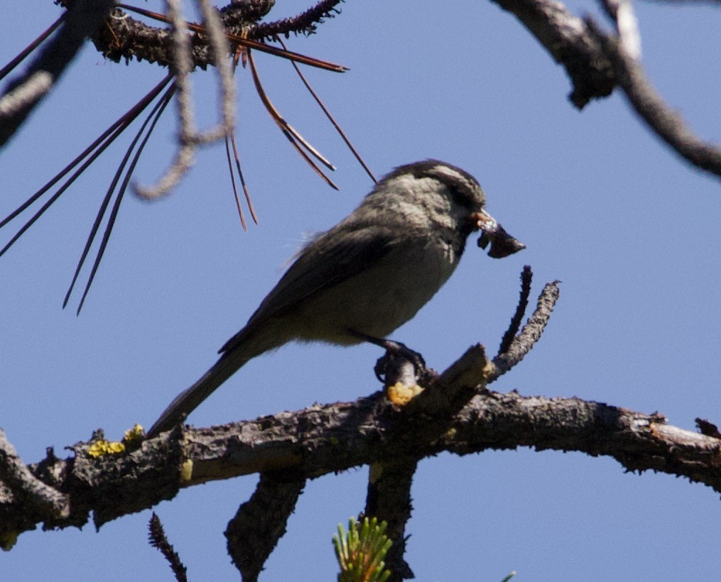 bergmeis - ML365988461