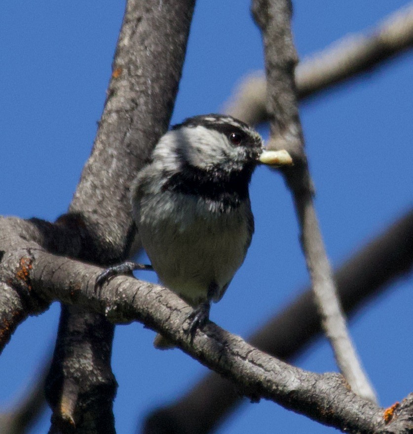 bergmeis - ML365988501