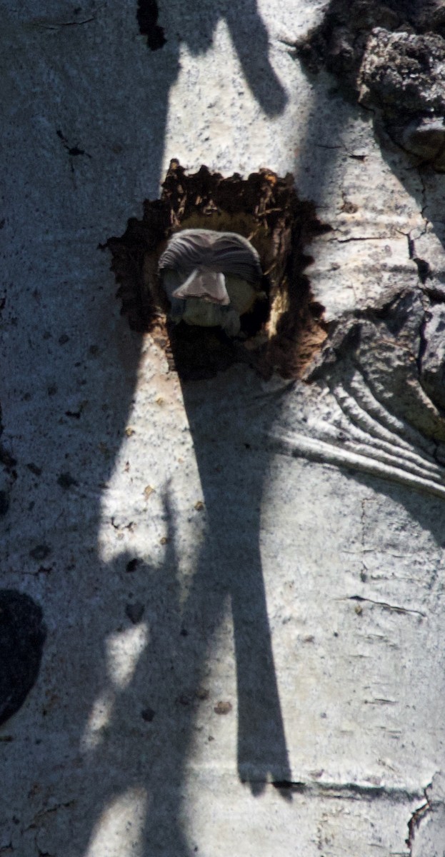 bergmeis - ML365988671