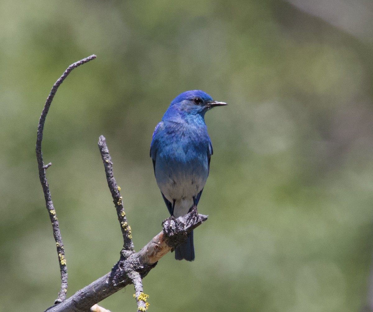 fjellblåfugl - ML365988701