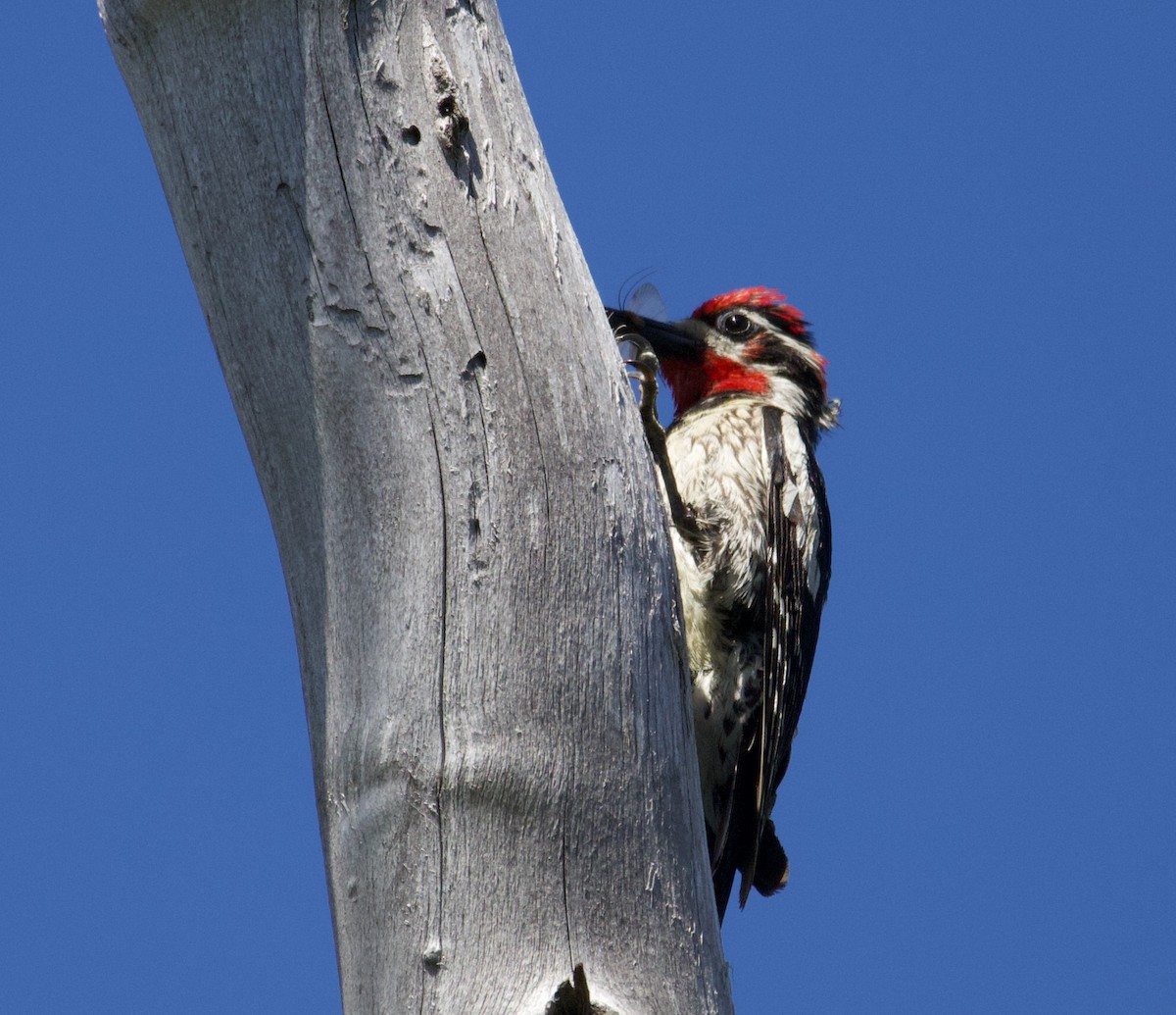 rødnakkesevjespett - ML365988721