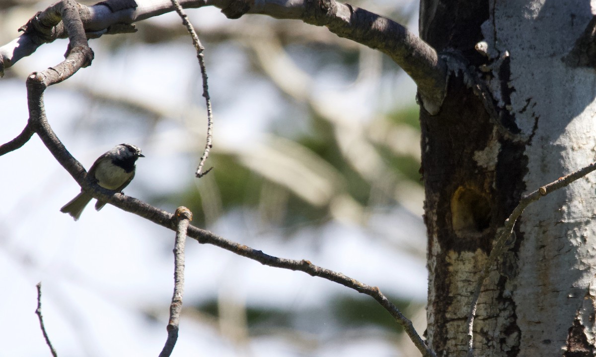 bergmeis - ML365988791