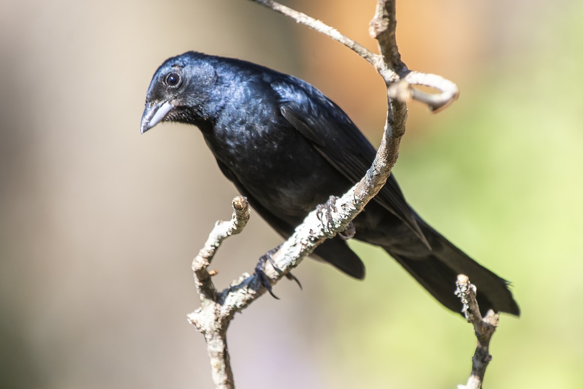 Ruby-crowned Tanager - ML365989481