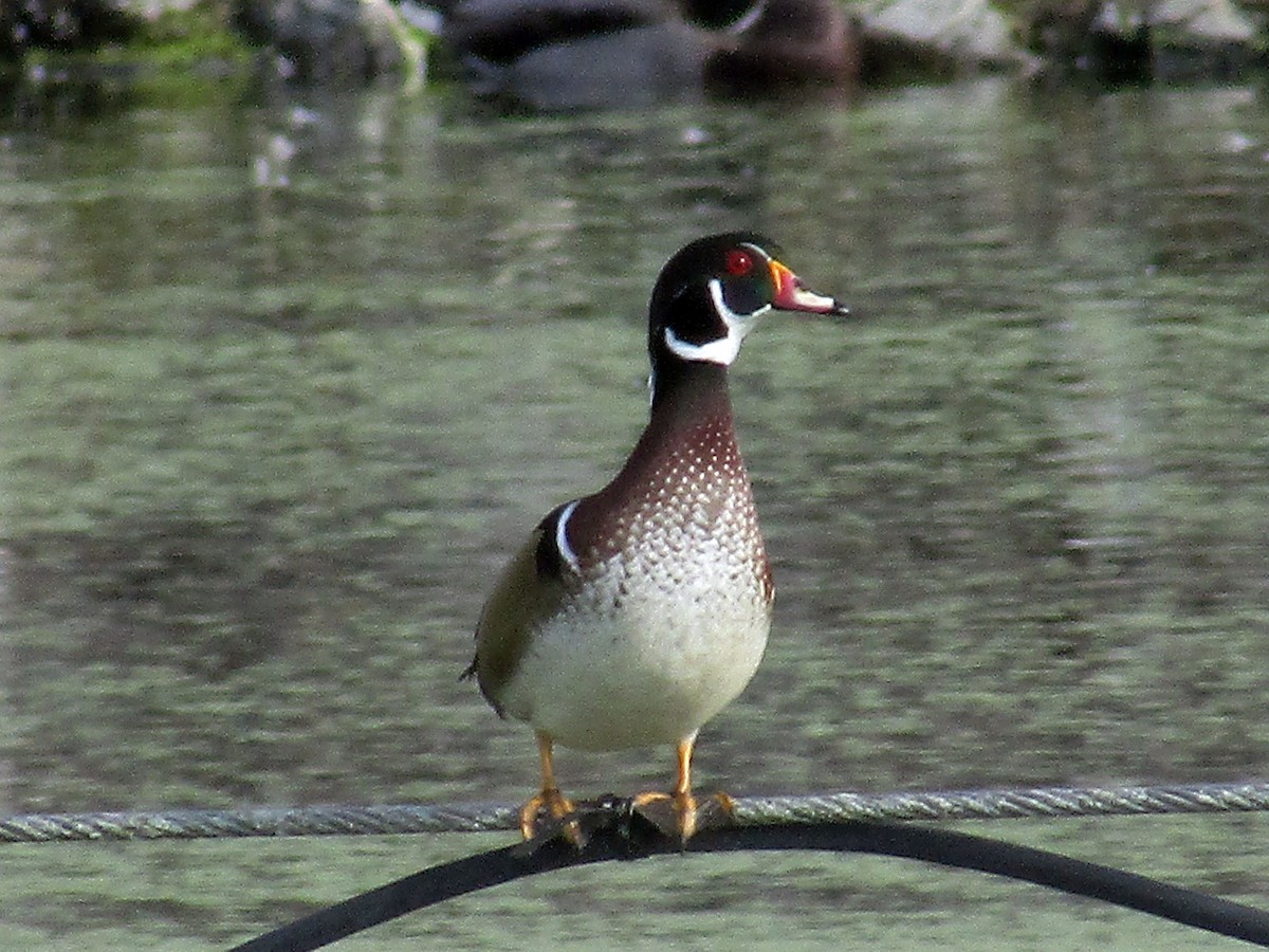 Canard branchu - ML36599061