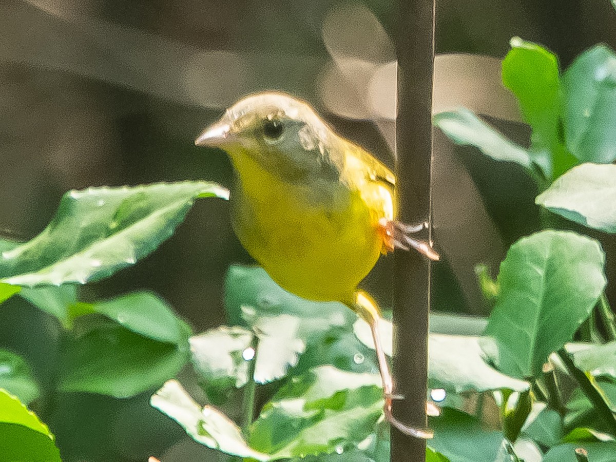 Mourning Warbler - ML365991211