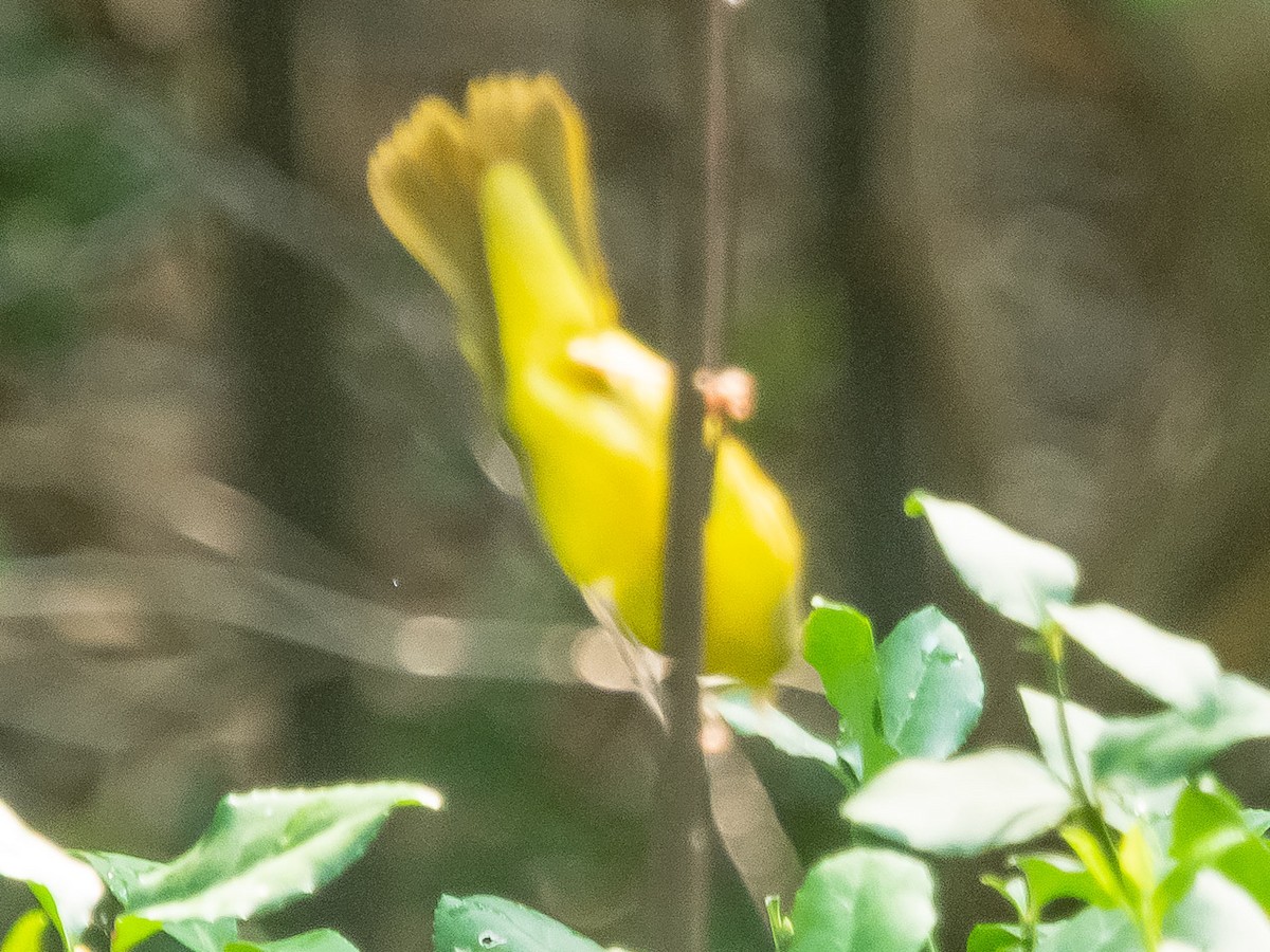 Mourning Warbler - Gailon Brehm