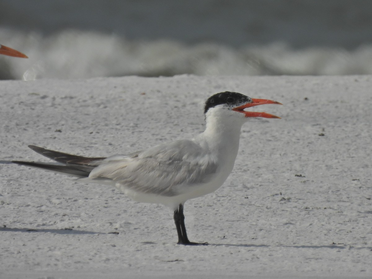 Caspian Tern - ML365991271