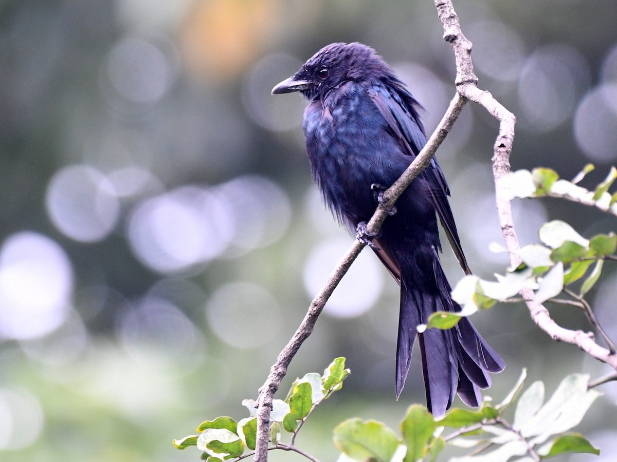 Black Drongo - Dr. Sagar Adhurya