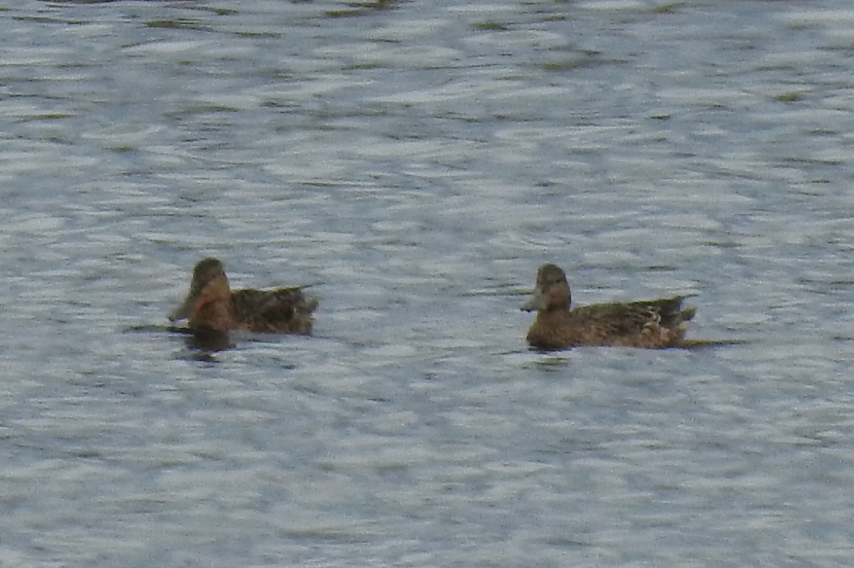 Northern Shoveler - Pedro Moreira