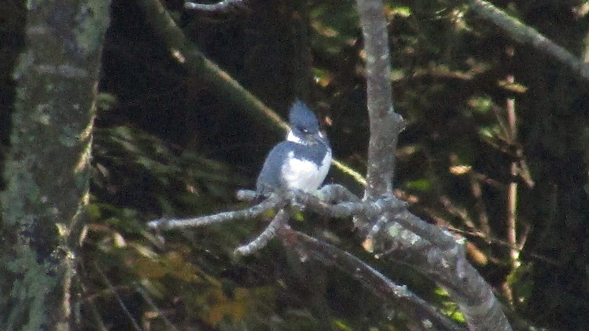 Belted Kingfisher - Heather Burns