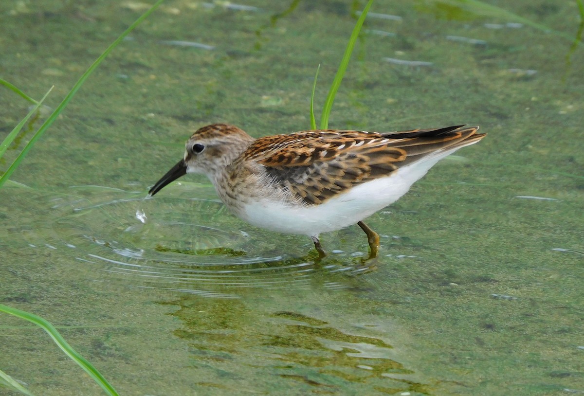 Least Sandpiper - Peter Plage