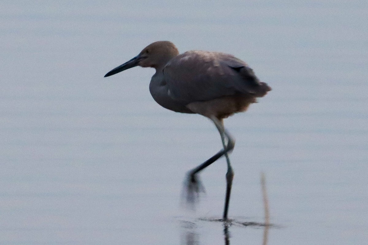 Reddish Egret - ML365995401