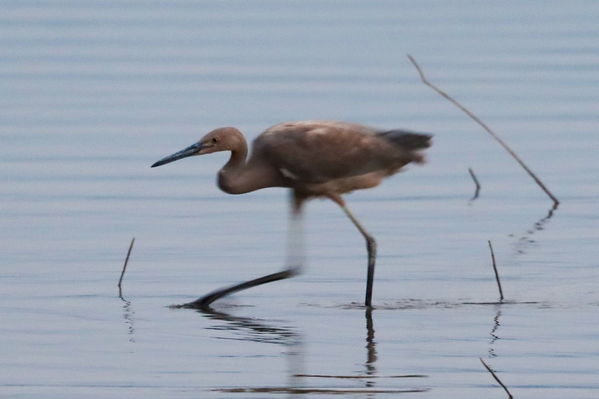 Reddish Egret - ML365995411